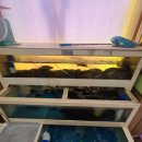 낭만쏘가리매운탕 이미지