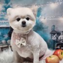 꿈꾸는 강아지 이미지