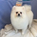 Pet salon | 부산애견미용 거제애견미용 말랑멍무 포메 물개컷 후기