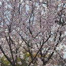 계절이 지나가는 하늘 | 안산 벚꽃 실시간 후기🌸 지금 가면 가장 좋은 봄 풍경