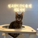 캣츠 | 경기광주 고양이카페 '블레스앤캣츠' 재방문 후기ㅣ신현동 고양이카페 추천