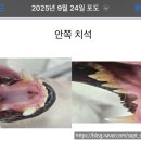 튼튼동물병원 | [일산 튼튼동물병원] 강아지 신경치료 후 스케일링 후기