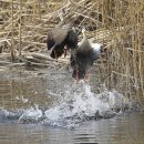 오리 날다 이미지