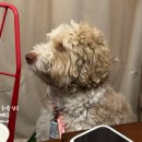 휴700 | [인천 송도] 캠핑 감성 바베큐 식당 &amp; 애견 동반 맛집 휴그릴 내돈내산 솔직 후기