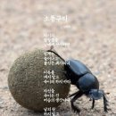 소똥구리 이미지