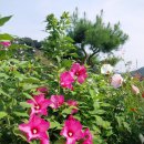 풍년먹거리 Daum카페