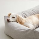 펫토 | 강아지 고양이 방석 추천, 펫토 알러프리 애견 쿠션 후기