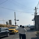 제주선채향 이미지