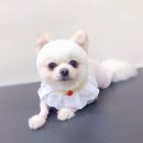 또리네 멍멍이 미용실 이미지