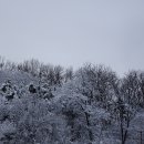 백덕순의 사진여행 79 . 눈꽃피는 겨울나무 이미지