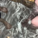 스테이단감 이미지