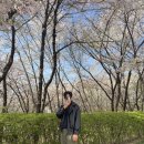 연북중학교 | 서대문 안산 벚꽃길 &amp; 홍제천 26년 4월 5일(축제 마지막 날) 만개 찐 후기! (연북중 주차, 숨은 인생샷)