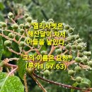 성 요한 세례자 탄생 대축일＞(6.24) 이미지