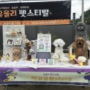 펫스티발 이미지