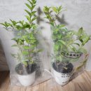 외국기업로 | 경남 사천 수국축제 초전공원 주차장 수국나눔 행사