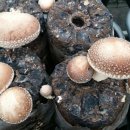 구시농장 이미지