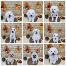 바른댕댕 애견유치원 이미지