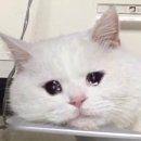 송파동물의료센터 이미지