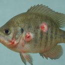 북광주동물약국 이미지