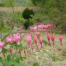 명지바람 이미지