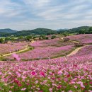 경기 안성 가볼만한곳 | 안성팜랜드 초여름 코스모스 개화 정보 총정리 (2026년 6월 현재 관람 가능)