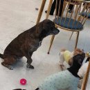 놀면뭐하개 이미지