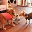 이리오시개 이미지