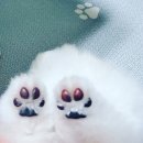 커몽커몽펫 이미지