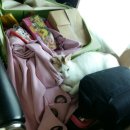 야옹하다 이미지