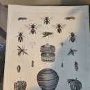 1844년 독일 [Das Duch der Walt] 에 말벌에 관한 구리 판화 그림과 설명서 이미지