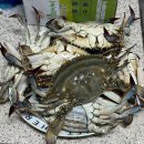 광해수산 | 태안 암꽃게 파는 곳, 모항항수산시장 &#39;광해호수산&#39; 추천후기 (멍게 낙지 조개 소라 가격)