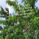 맛드림푸드 이미지