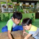 허브와풍뎅이 이미지