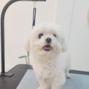 그루밍 하와이 이미지