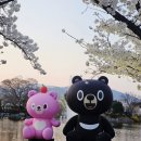 용수 농장 | 김천 연화지 벚꽃축제 낮과 밤 모두 즐기기 ( 주차 야경 행사 )