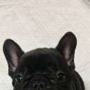 불독