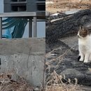 고양이 주택 이미지