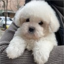 청주 강아지 분양 리몽드 퍼피 켄넬 이미지