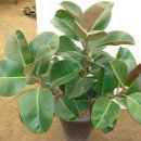 한뿌리농장 이미지