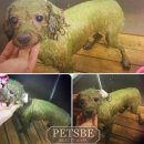 페츠비동물병원 이미지