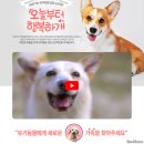 행복하개 반려동물 센터 이미지