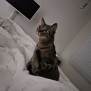 댕 그루밍 이미지