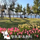 청초호유원지(중앙) | 4월 속초 가볼만한곳 청초호 튤립 강원도 봄 갈만한곳