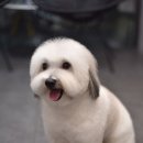 애견미용샵 조이 이미지