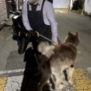 향기롭개 | 대형견출장목욕 후기｜고양시 말라뮤트 심바 케어 🚿 꼼꼼함 + 2인1조 전문성 돋보인 향기롭개 🐾