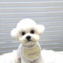 코지아지 이미지