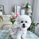 베리베리독 | 강아지 원피스 베리베리 트임 절개 민소매 드레스