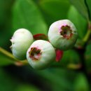 구동농장 이미지