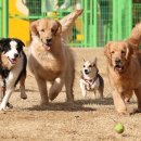 멍멍왈왈 이미지