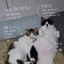 스타벅스시흥대야동점 | 시흥 대야동 고양이카페 부타캣 시흥점｜60마리 개냥이와 힐링 데이트 후기